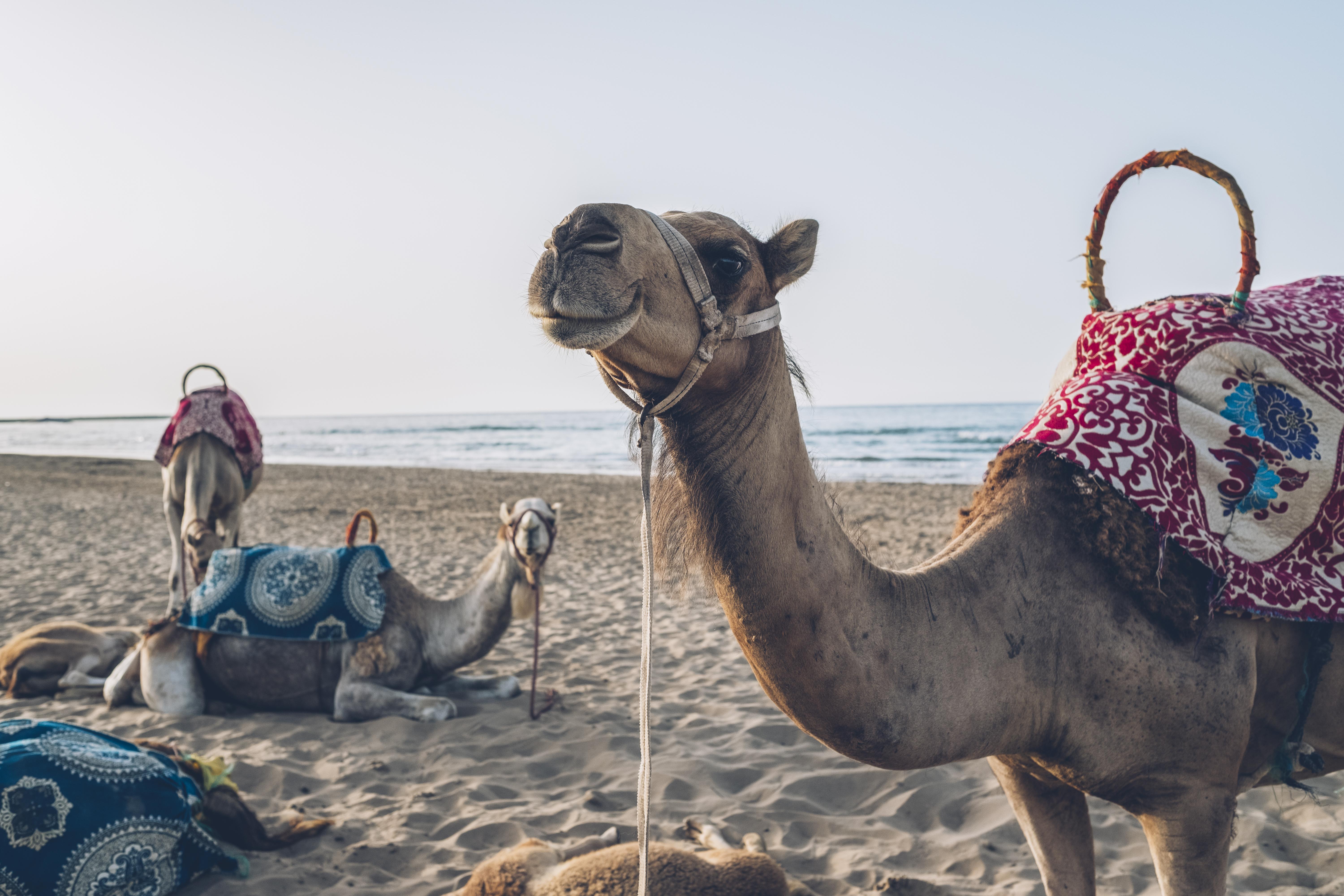 Отель Iberostar Waves Саидия Экстерьер фото Arabian camels on the beach in Agadir, Morocco